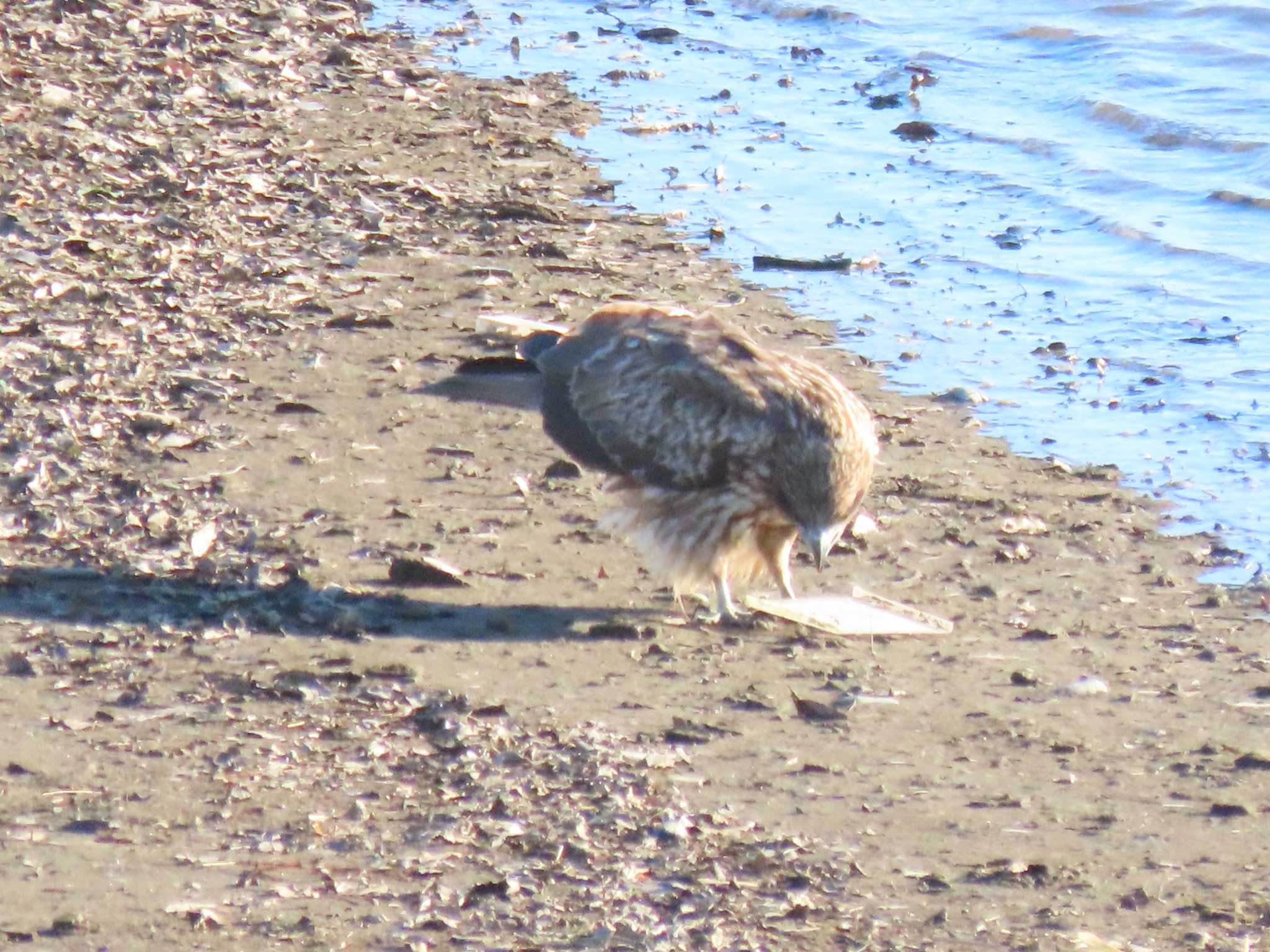 Black Kite