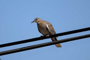 White-winged Dove Puerto Los Cabos (Mexico) Sat, 5/6/2017