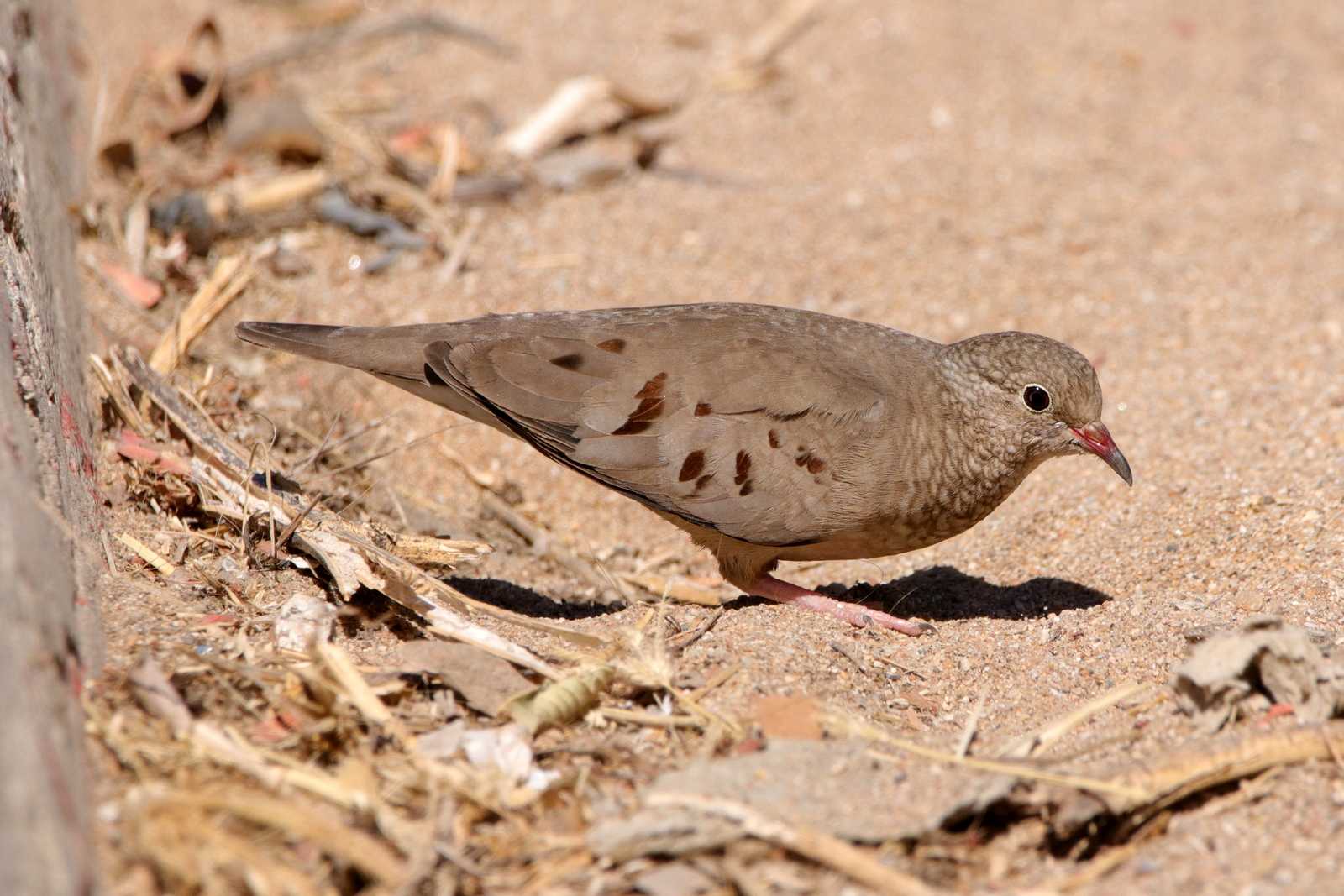 Photo of Common Ground Dove at Puerto Los Cabos (Mexico) by とみやん