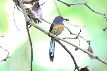 アカハラシキチョウ 台北植物園 2017年5月7日(日)