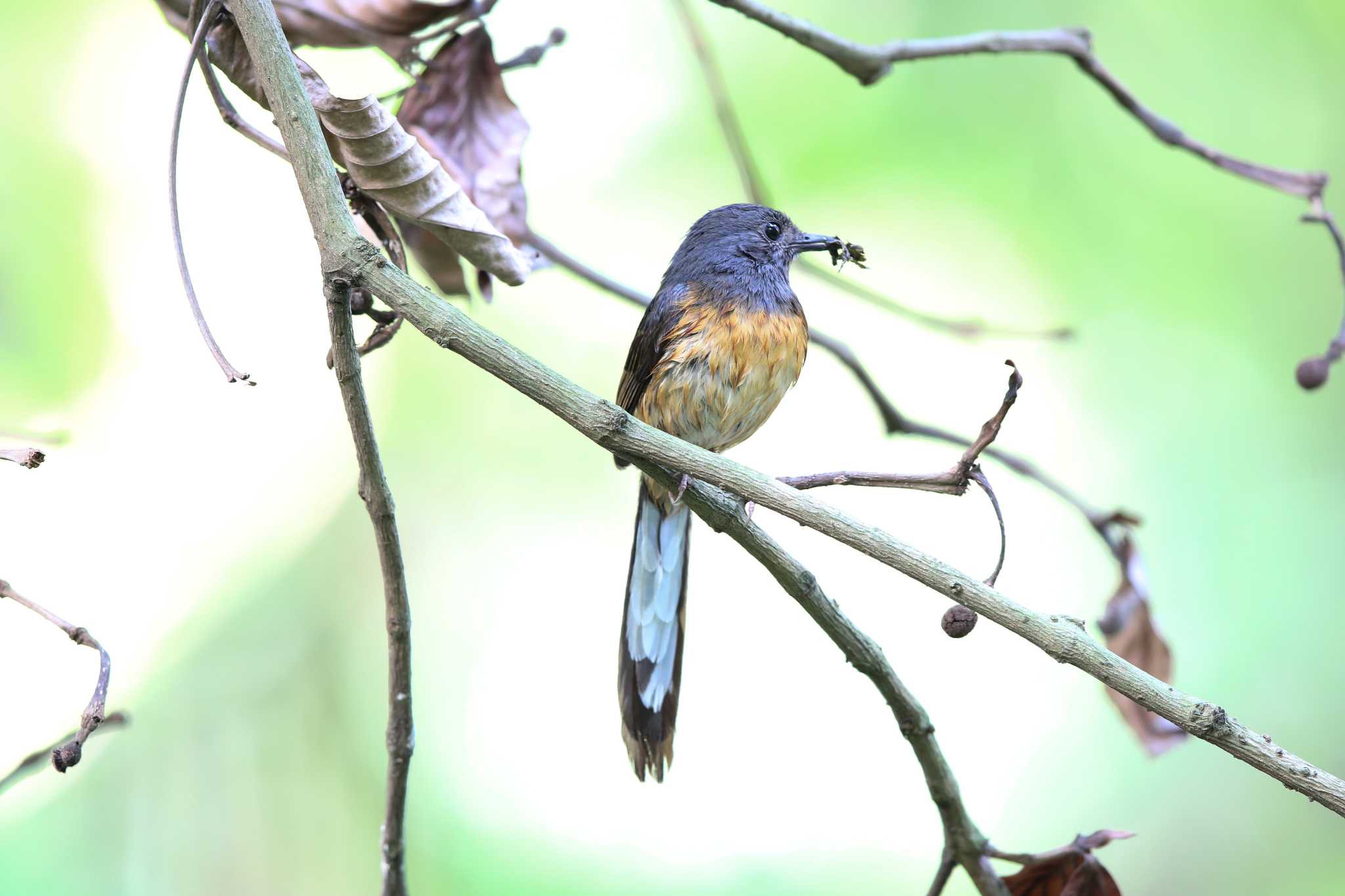 Photo of White-rumped Shama at 台北植物園 by Trio