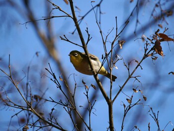 Warbling White-eye Hikarigaoka Park Sun, 12/19/2021