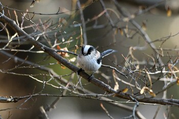 エナガ 井頭公園 2021年12月12日(日)