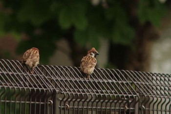 Eurasian Tree Sparrow 多摩川 Tue, 6/6/2017