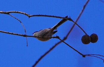 Long-tailed Tit 千里南公園 Sun, 12/19/2021