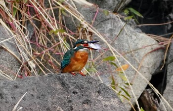 Common Kingfisher 城北公園 Sun, 12/19/2021