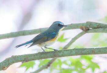 ルリビタキ 東京都立桜ヶ丘公園(聖蹟桜ヶ丘) 2021年11月25日(木)