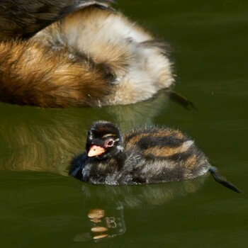 Little Grebe Machida Yakushiike Park Sun, 12/19/2021