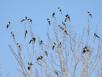 カササギ 奥林匹克森林公園(北京) 2021年12月19日(日)