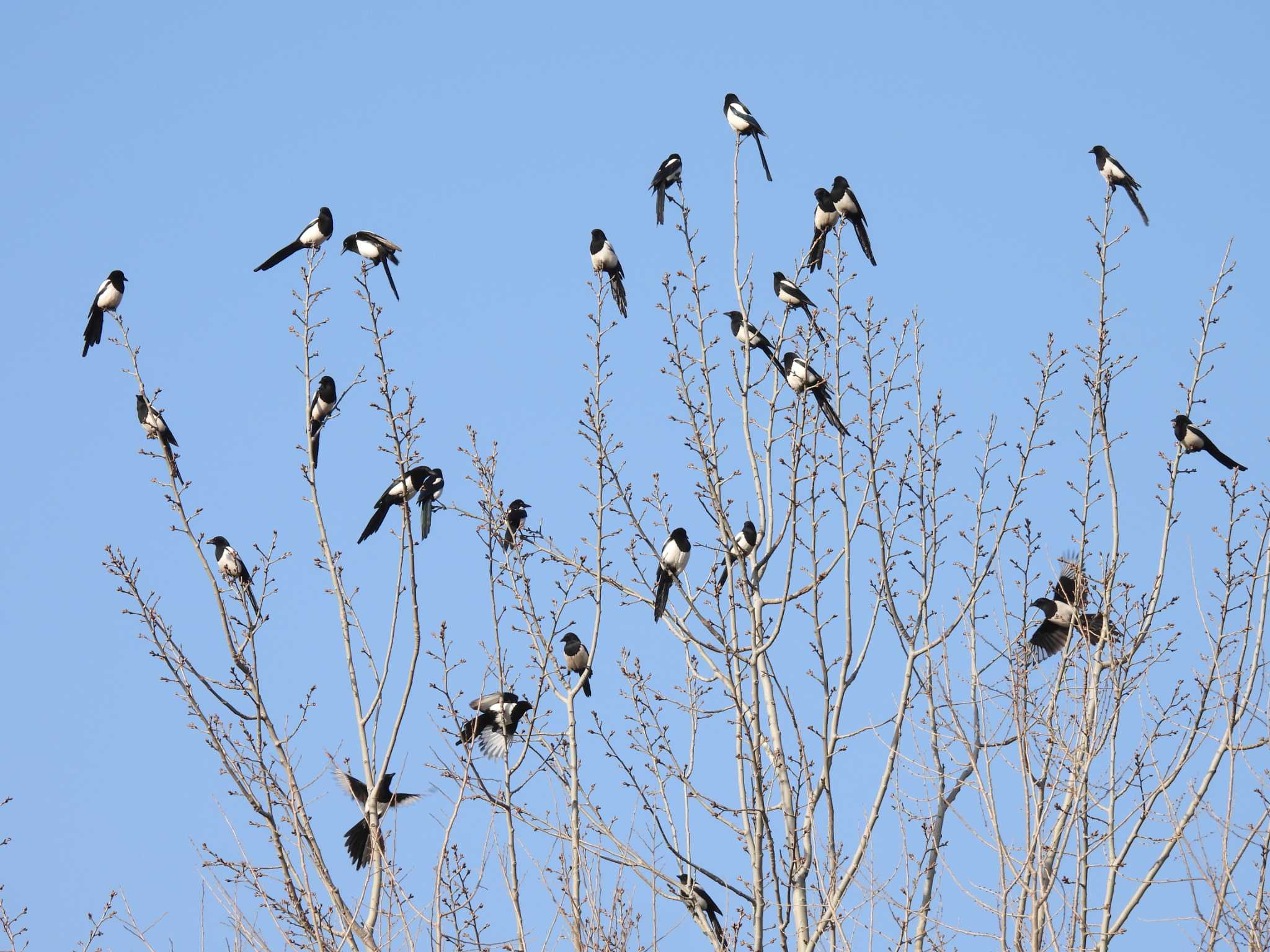 Eurasian Magpie