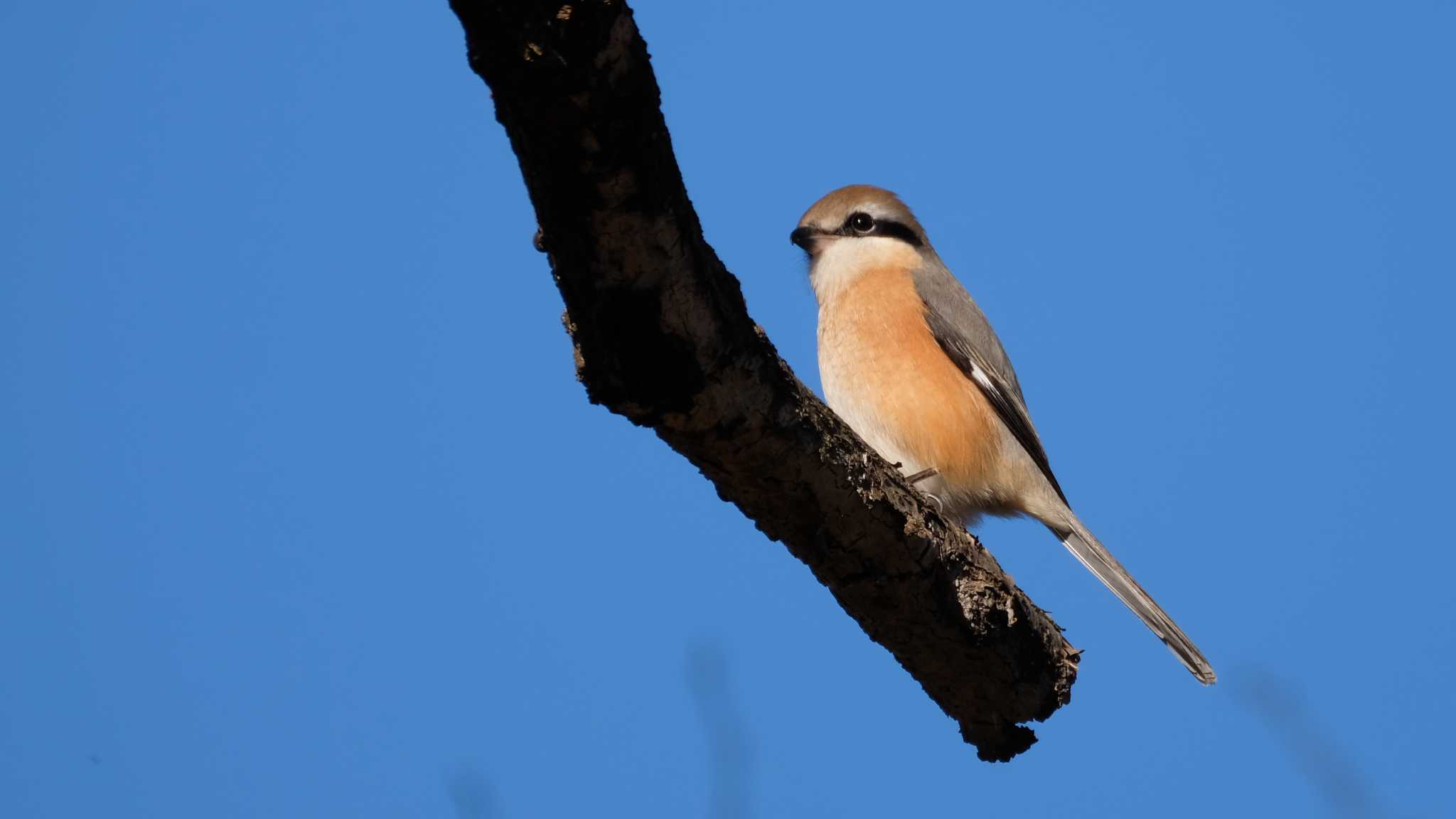 Bull-headed Shrike