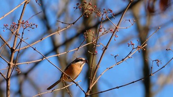 Sun, 12/19/2021 Birding report at 菅生沼