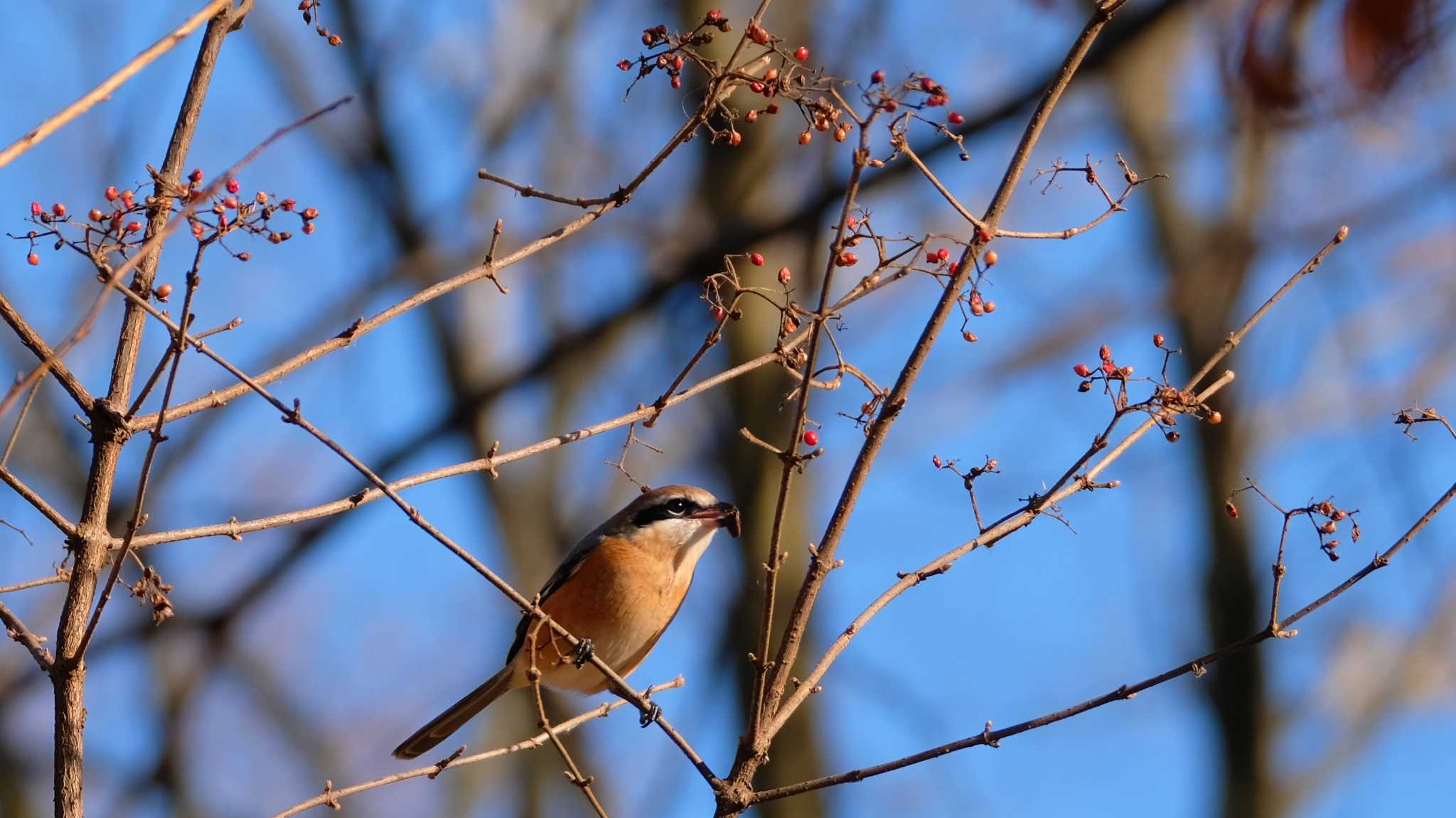 Photo of Bull-headed Shrike at 菅生沼 by ko1smr