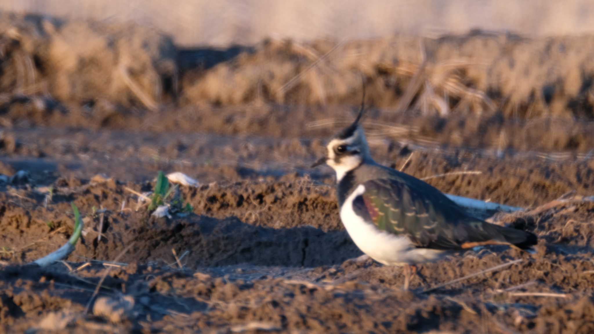 Photo of Northern Lapwing at 菅生沼 by ko1smr
