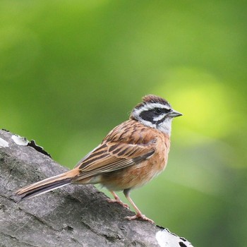 Meadow Bunting 御岳山、御岳山神社 Fri, 6/9/2017