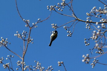 Sun, 12/19/2021 Birding report at 麻機遊水地