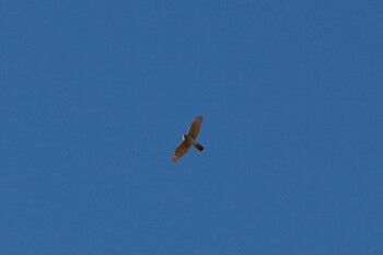 Eurasian Sparrowhawk 麻機遊水地 Sun, 12/19/2021