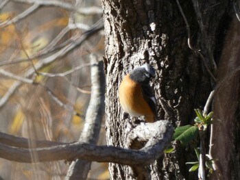 Daurian Redstart 麻機遊水地 Sun, 12/19/2021