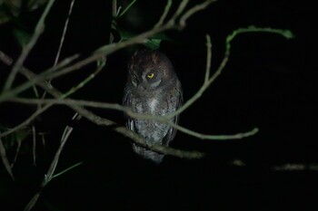 Ryukyu Scops Owl Ishigaki Island Mon, 10/25/2021