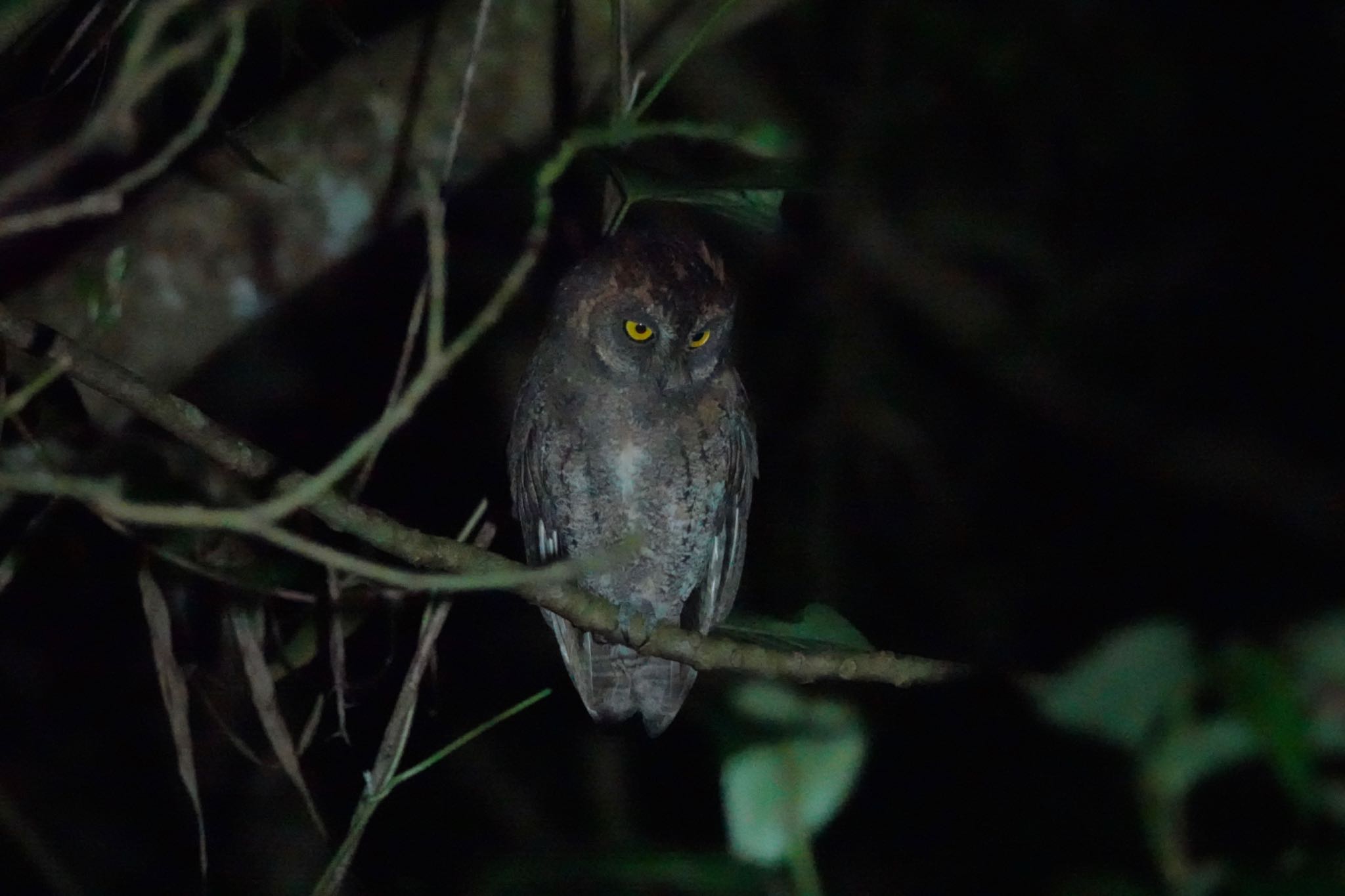 石垣島 リュウキュウコノハズクの写真 by のどか