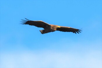 White-tailed Eagle Izunuma Sat, 12/18/2021