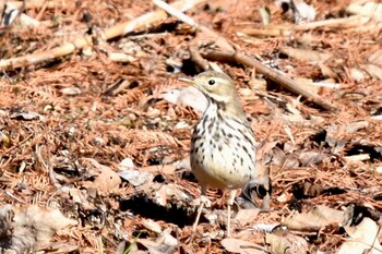 タヒバリ 水元公園 2021年12月19日(日)