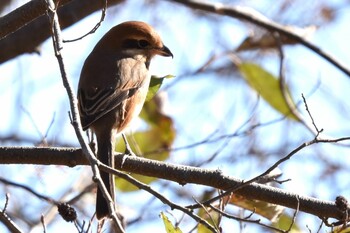 モズ 水元公園 2021年12月19日(日)