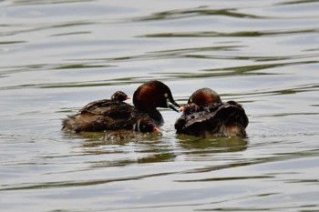 Little Grebe Isanuma Fri, 6/9/2017