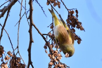 カワラヒワ 水元公園 2021年12月19日(日)