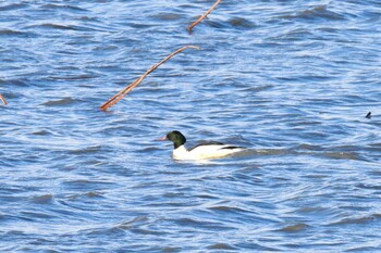 Common Merganser Izunuma Sat, 12/18/2021