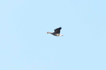 Greater White-fronted Goose Izunuma Sat, 12/18/2021