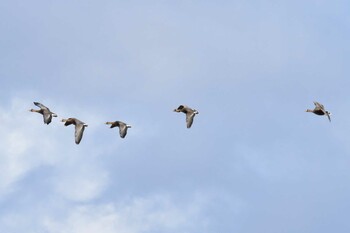 Greater White-fronted Goose Izunuma Sat, 12/18/2021