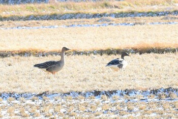 Tundra Bean Goose Izunuma Sat, 12/18/2021