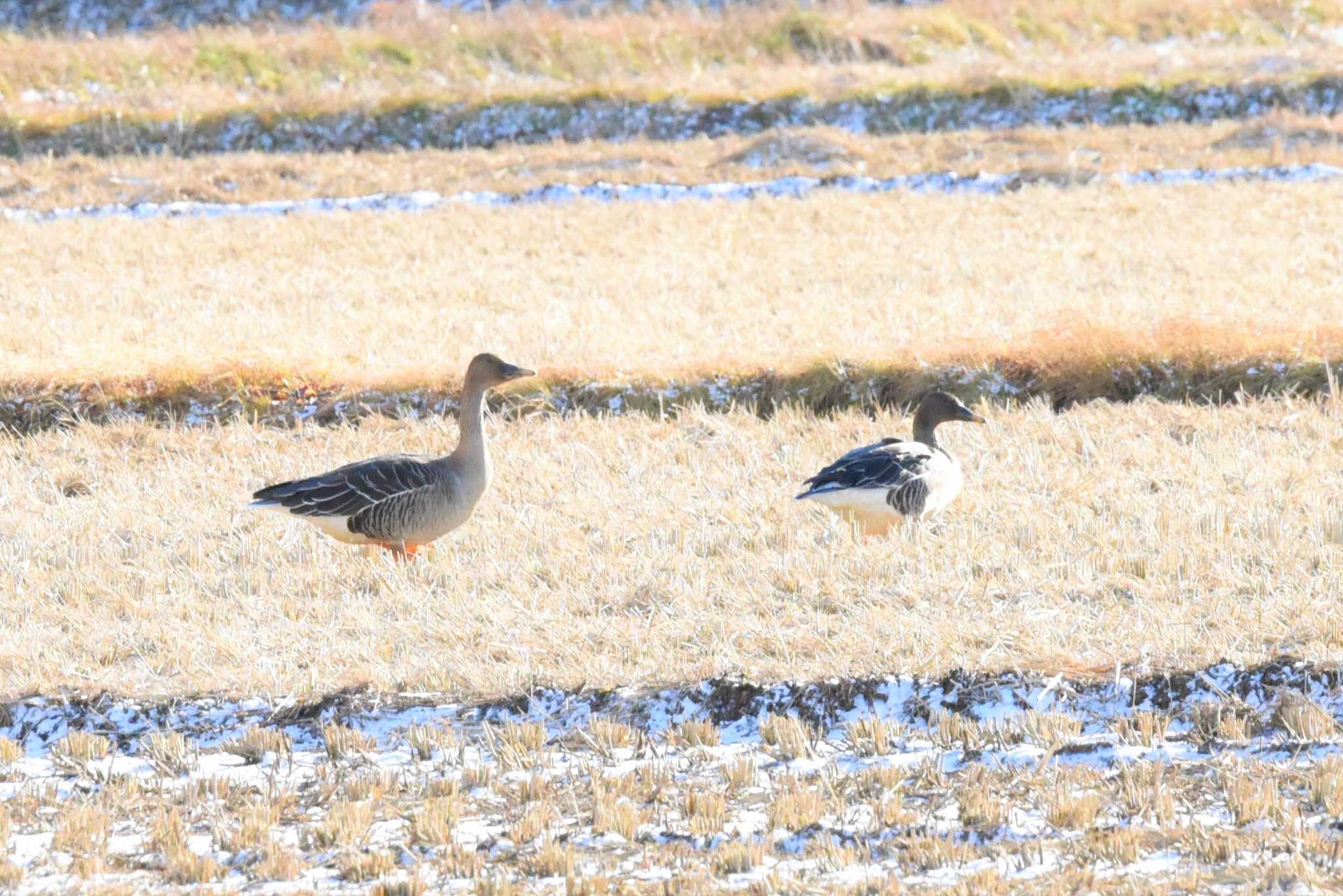 Photo of Tundra Bean Goose at Izunuma by もちもちもっち～@ニッポン城めぐり中