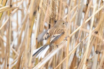 Siberian Long-tailed Rosefinch Izunuma Sat, 12/18/2021