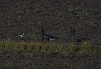 Greater White-fronted Goose Izunuma Sat, 12/11/2021