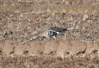 Greater White-fronted Goose Izunuma Sat, 12/11/2021