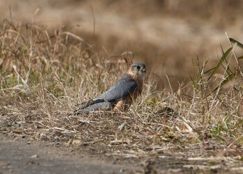 コチョウゲンボウ 伊豆沼 2021年12月11日(土)