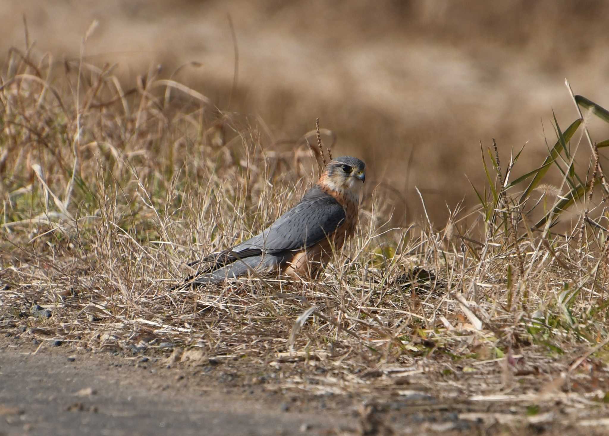 Merlin