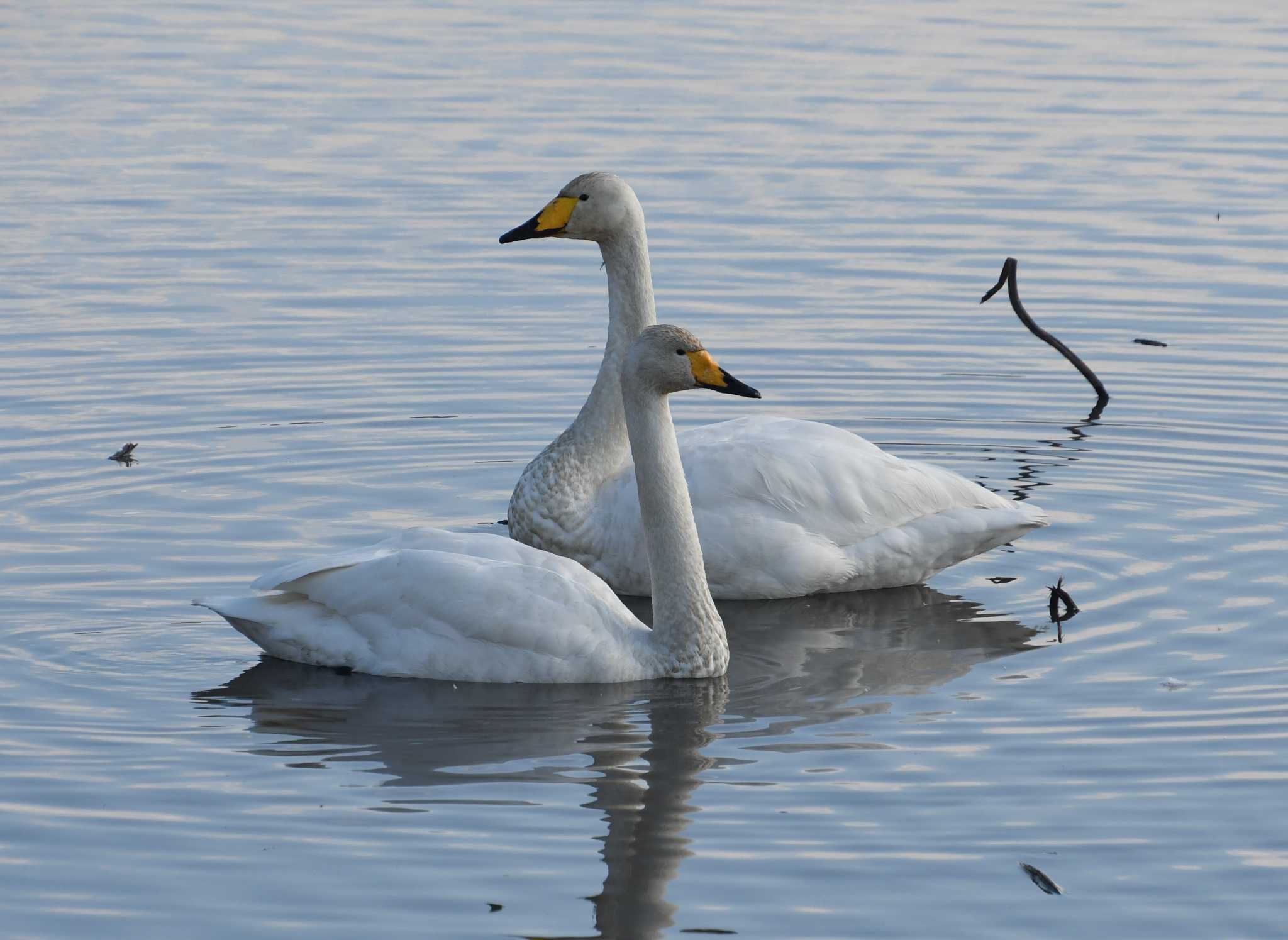 Whooper Swan