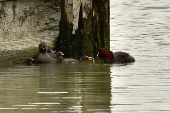 Little Grebe Isanuma Fri, 6/9/2017