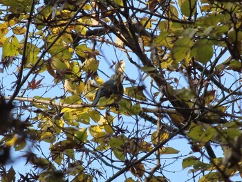 2021年12月16日(木) 新宿御苑の野鳥観察記録