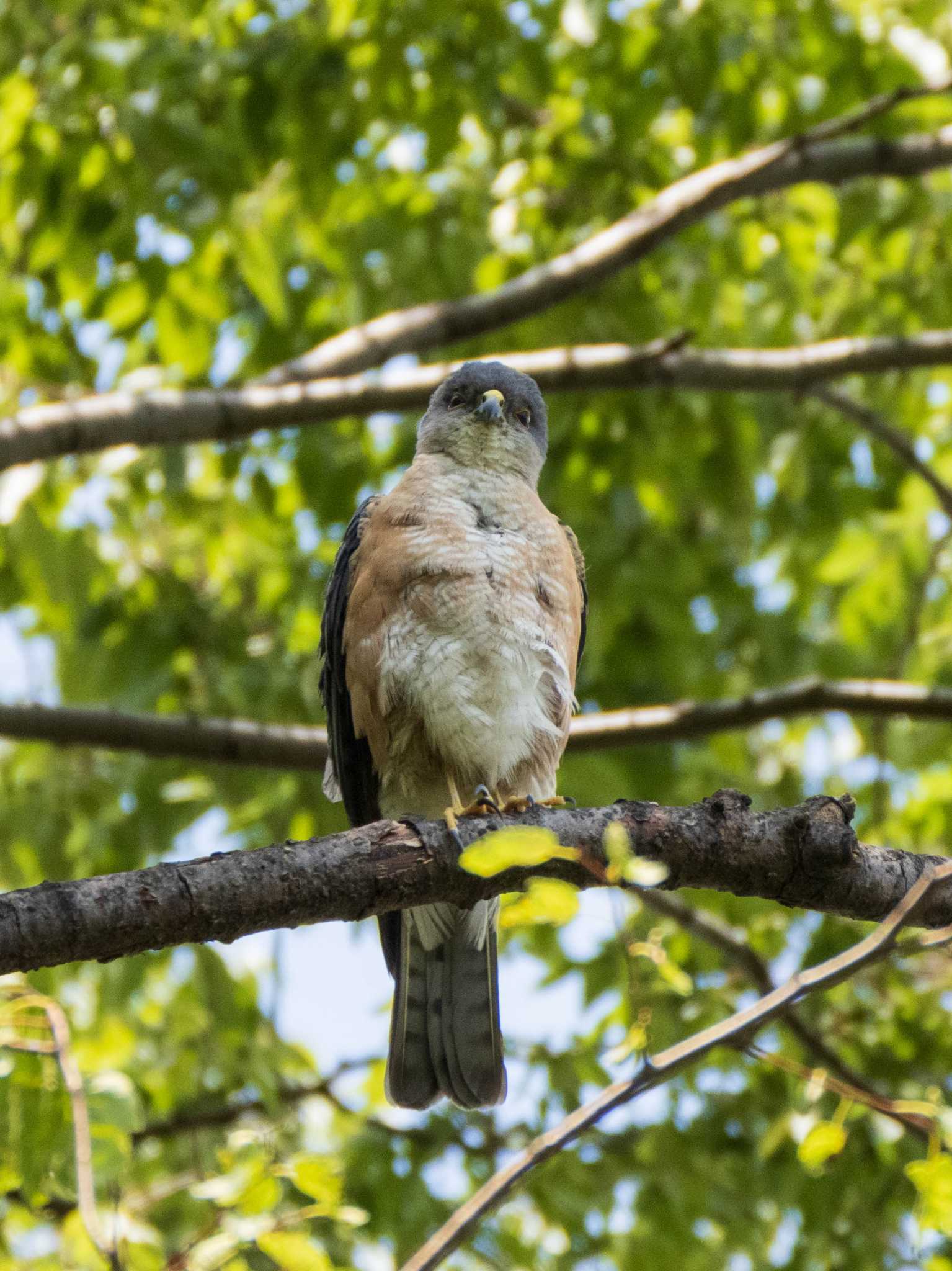 Japanese Sparrowhawk