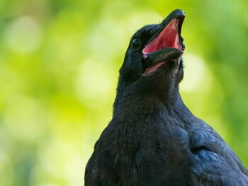 Large-billed Crow 染井霊園 Fri, 7/23/2021