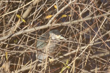 2021年12月19日(日) 奈良山公園の野鳥観察記録