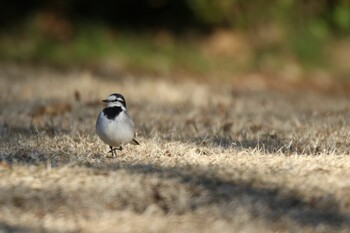 2021年12月19日(日) 東高根森林公園の野鳥観察記録