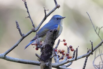 Red-flanked Bluetail 豊田市自然観察の森 Sat, 12/18/2021