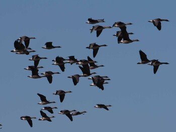 2021年12月19日(日) 稲敷市の野鳥観察記録