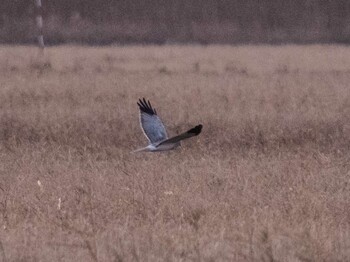 Sun, 12/19/2021 Birding report at 稲敷市甘田干拓