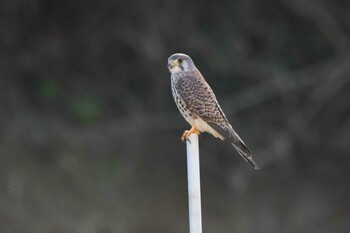 Common Kestrel 追分市民の森 Sat, 12/18/2021